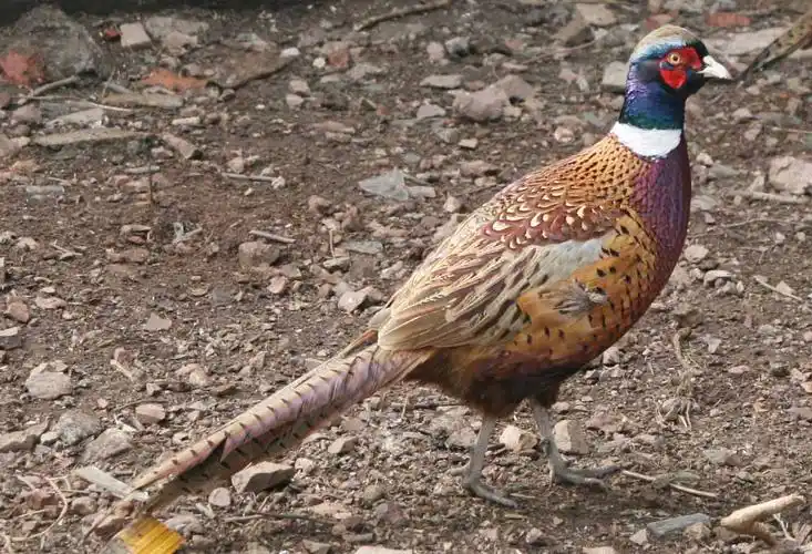 2,活动能力不同,寒鸡善于奔走,而野山鸡比寒鸡更善于飞翔.