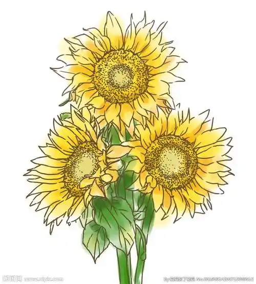 向日葵手绘 向日葵手绘图片