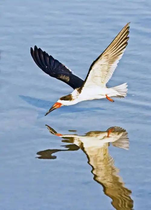 无人,竖图,室外,白天,侧面,湖,湖泊,水,鸟,美国,飞翔,伸展,张开,展翅,