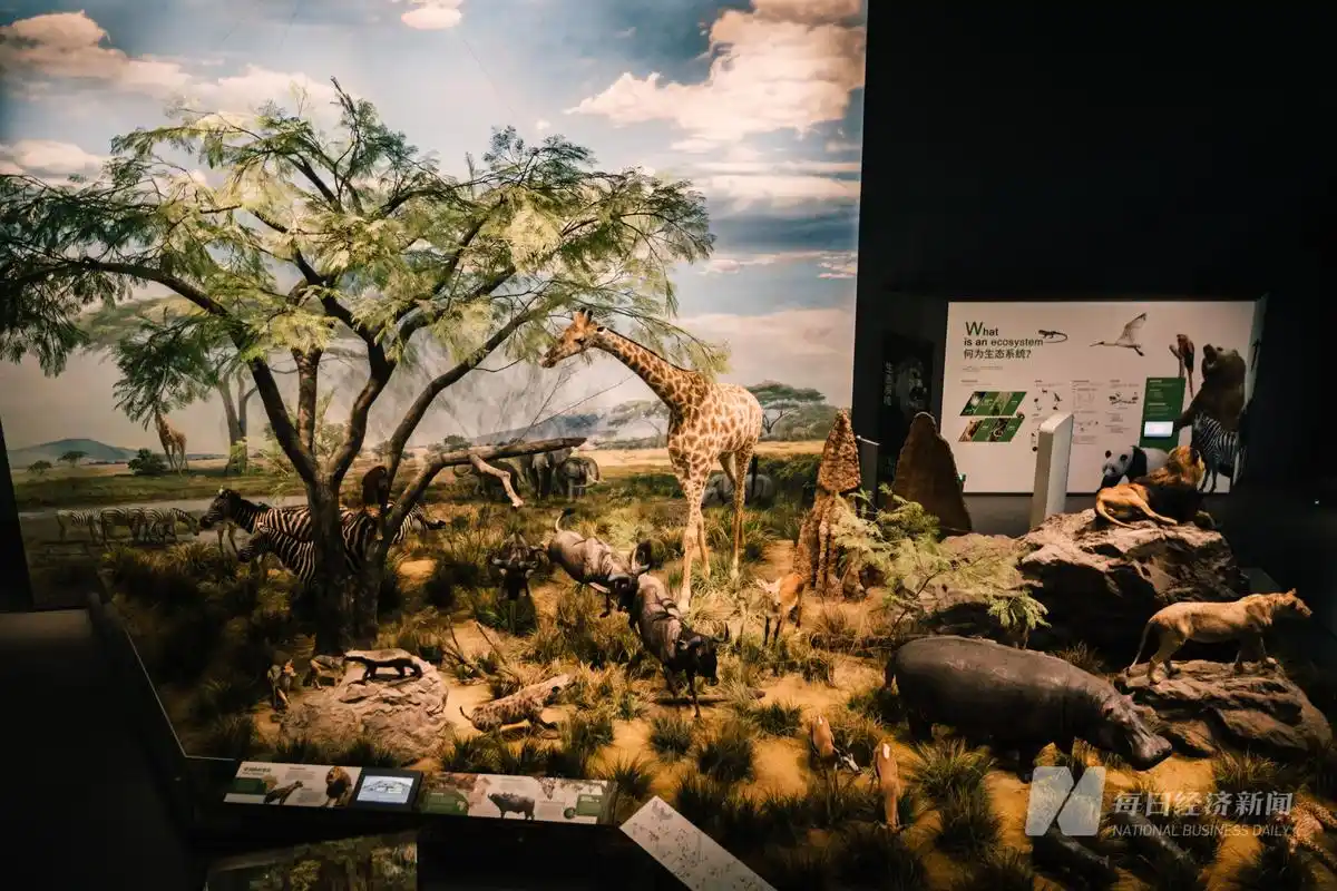 探馆|成都自然博物馆:一场穿越亿万年的时光旅行