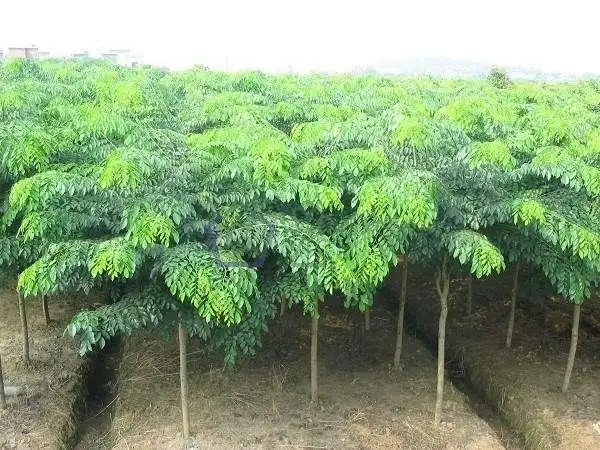 就知道珍稀红木树种檀香紫檀苗 正宗印度小叶紫檀树苗小叶紫檀木树桩