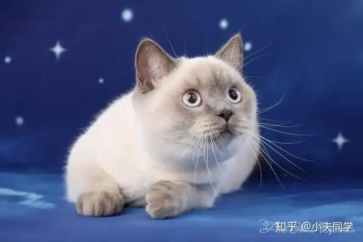 英短毛色大全集重点色篇