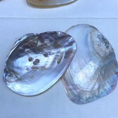 精抛淡水珍珠河蚌工艺品丙烯料作画原料高亮抛光打磨厂家直销
