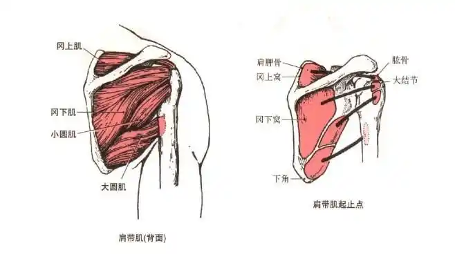 12肩带肌冈上肌冈下肌小圆肌大圆肌