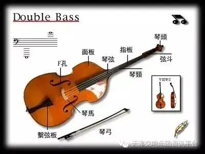 【北京乐器学会|乐器&文化】低音提琴(double bass)