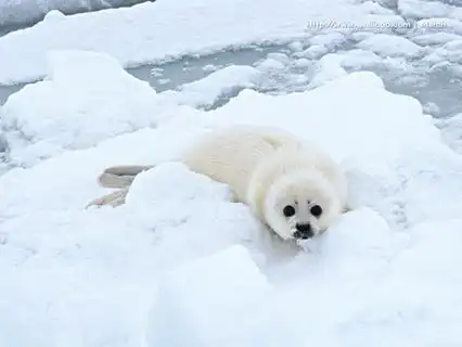 超可爱表情1024x768海狮精美壁纸