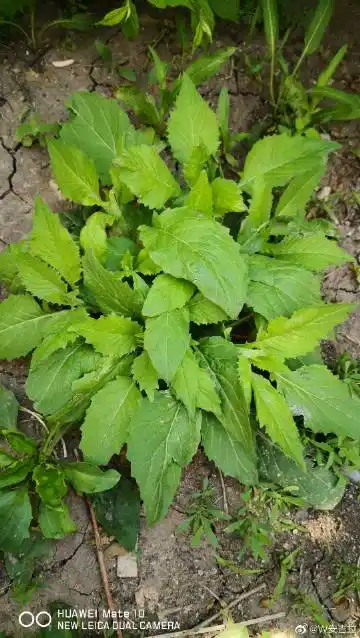 别名:唐芥,野白菜(东北,内蒙古),扁担蒿(四川),大蒜芥(新疆)等.