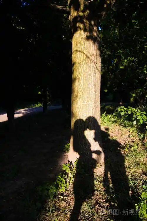 树上的影子美丽的情侣接吻