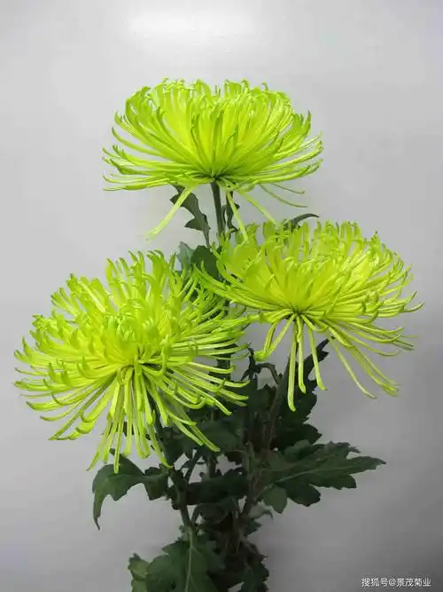 菊花市场分析,让你知道种哪种菊花更赚钱