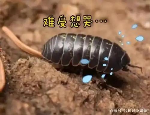 9万多初一学生寻找"米汤虫":这个小虫子已经卖到2元一只了!