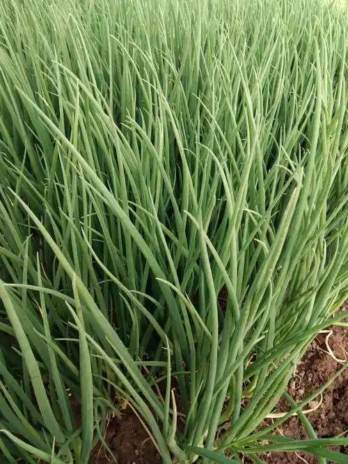 栽种的方法也很简答,我们可以在市场上买香葱的时候,留下一部分香葱头