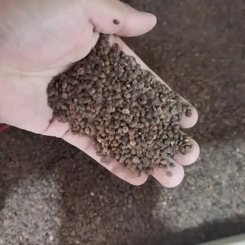 种子含羞草花种室内盆栽四季种易桌面害羞花子家庭园艺种子