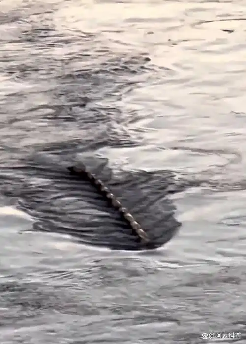 汉江惊现巨型水怪,身形纤细修长十分吓人,真相却让人哭笑不得