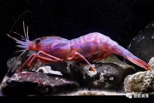 全世界最顶级的虾你吃过几种