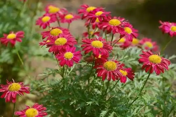 p>红花除虫菊(学名:pyrethrum coccineum (willd.) worosch.
