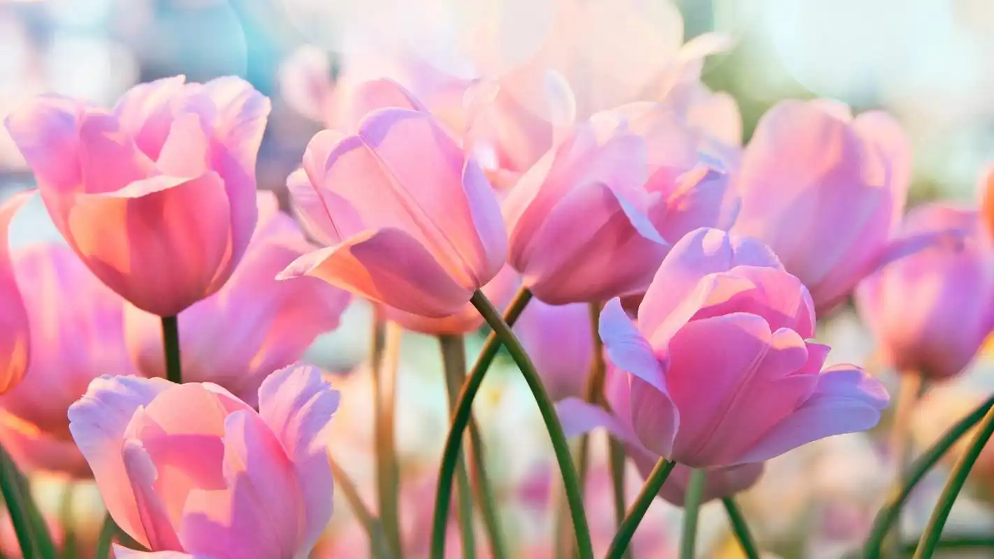 适合做电脑壁纸的图片(小清新)