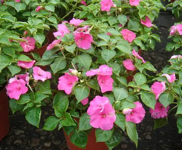 非洲凤仙花繁殖栽培管理