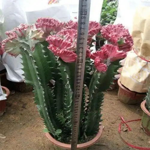 龙骨又称三角霸王鞭有毒的多肉植物之一