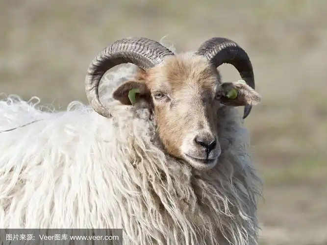 一只有角的羊的特写