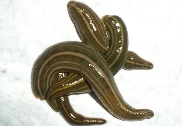 繁昌繁殖水蛭苗成长周期