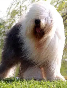 古代英国牧羊犬