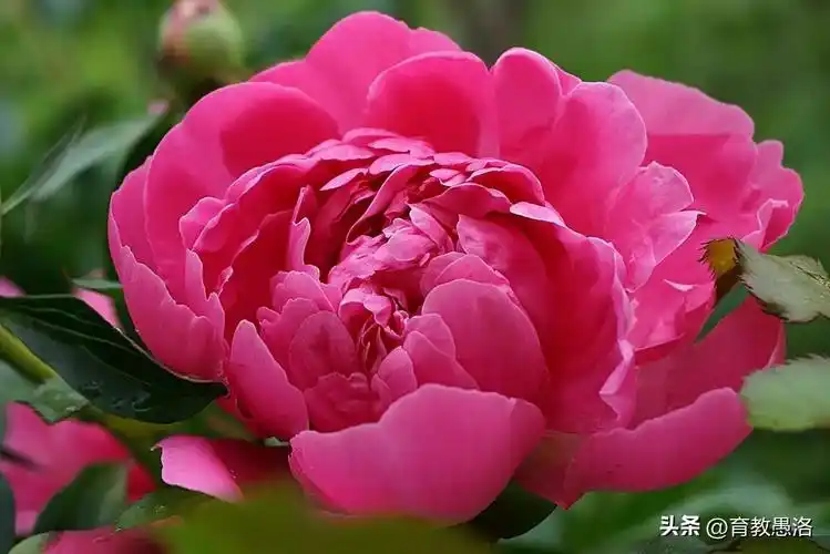 今日牡丹看菏泽菏泽牡丹有特色