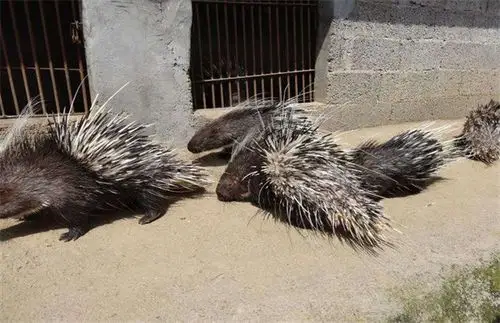 4,养殖风险豪猪养殖虽然前景不错并且有一定养殖优势,但是养殖风险