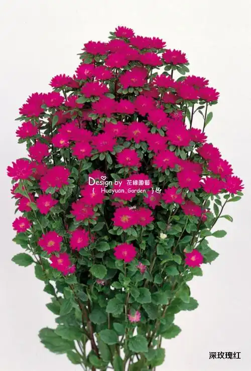 花缘咸菜 进口花种*日本sakata*翠菊*小夜曲*混色10粒_7折现价3元