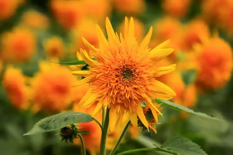 盛开的观赏性向日葵