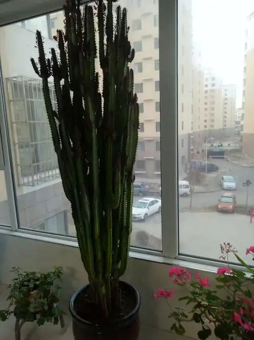 (生活小事)阳台上那几棵花