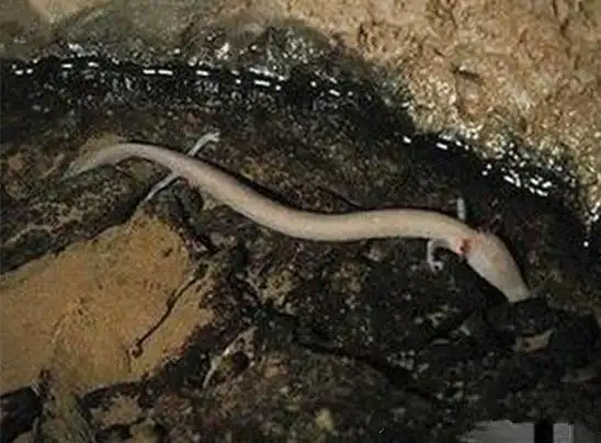 世界上仅存的三条蛟龙之一被杀!世界上有真龙存在吗?