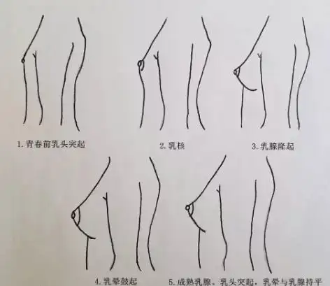 911岁的女孩已经开始乳房发育了吗这个过程是怎样的