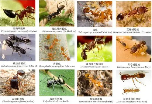 图 18广西红树林区常见的蚂蚁种类fig.