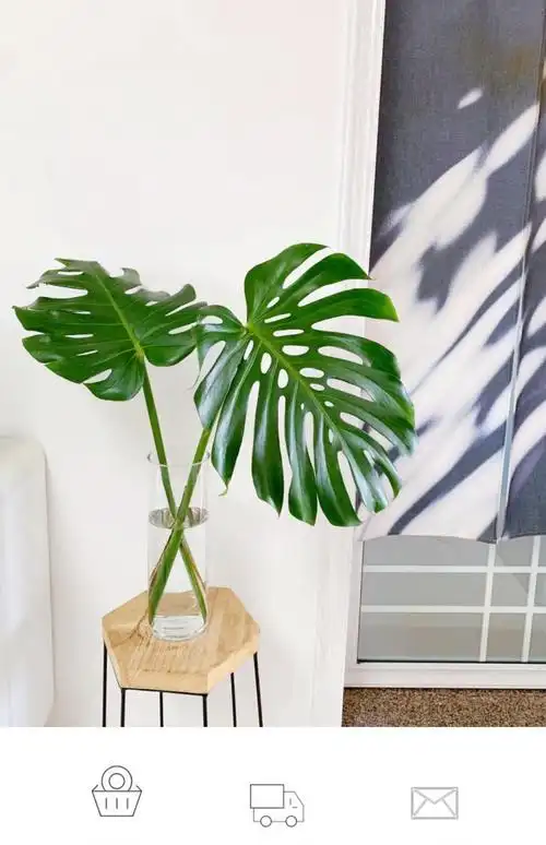 大型老桩龟背竹盆栽绿植室内水培植物客厅办公室四季常青 特级龟背叶