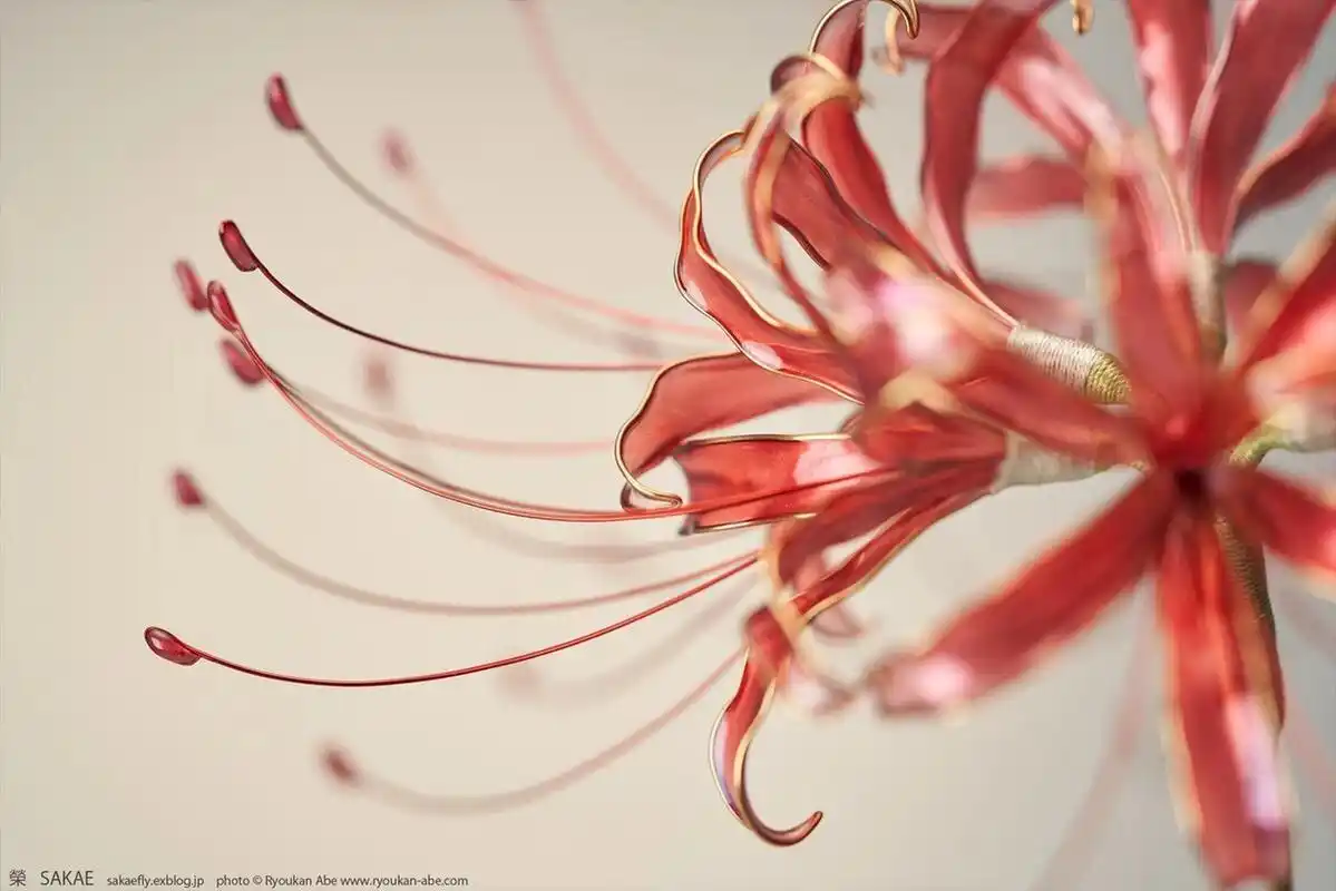 蓝色的曼珠沙华见过么? 蓝色高贵冷艳,红色妖异热烈.