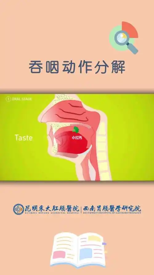 人体知识丨吞咽动作分解