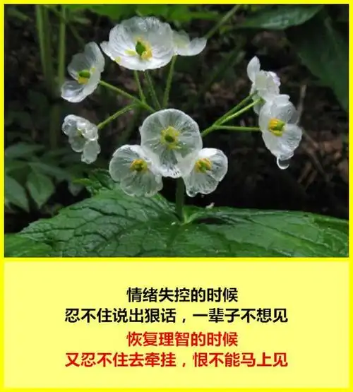 这世上,没有不争不吵的感情