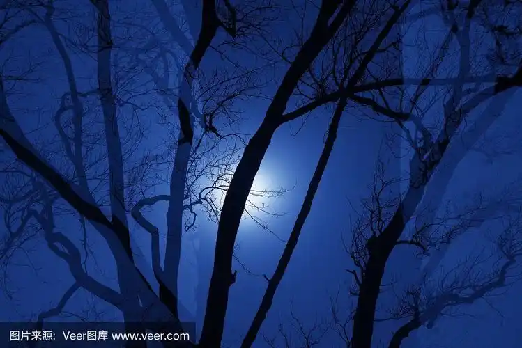 月光下的夜晚在森林中多次暴露