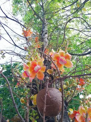 让人惊艳的炮弹花 —摄于清迈