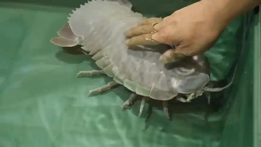 水族馆幕后零距离接触呆萌深海奇物:巨型深水虱(大王具足虫)