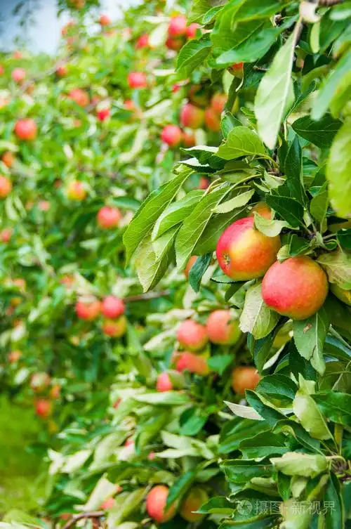 苹果树木福斯塔夫-果园照片-正版商用图片0a3k5a-摄图新视界