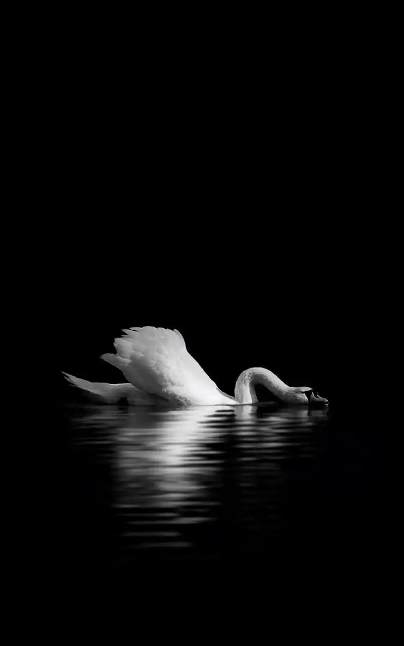 魅族mx炫酷创意动物黑色锁屏手机壁纸