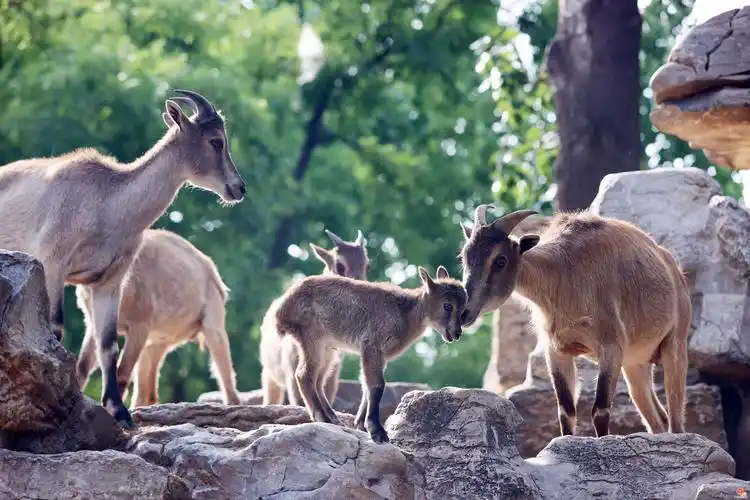 喜马拉雅塔尔羊,别名长毛羊,塔尔羊,属于牛科,主要分布于中国的