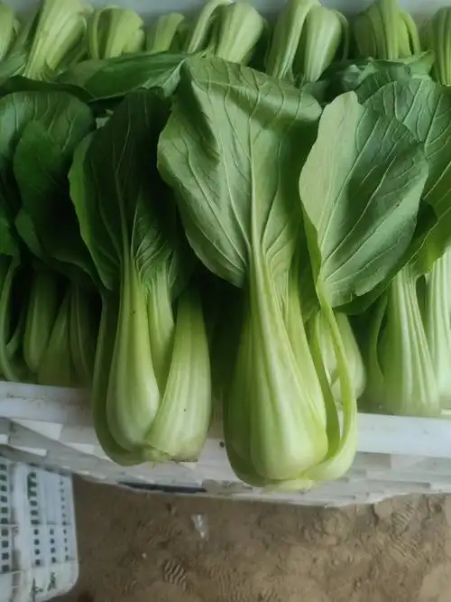 聊城于集镇大量供应上海青油菜联糸152242030.