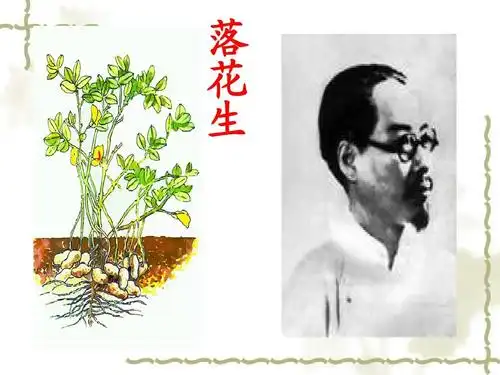 《落花生》ppt课件