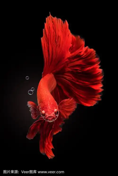 红色暹罗斗鱼在黑色的背景.