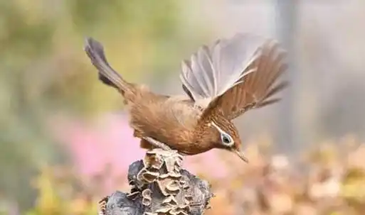 画眉鸟这几个动作,你知道它都是什么意思吗?_叫声_声音_鸣叫