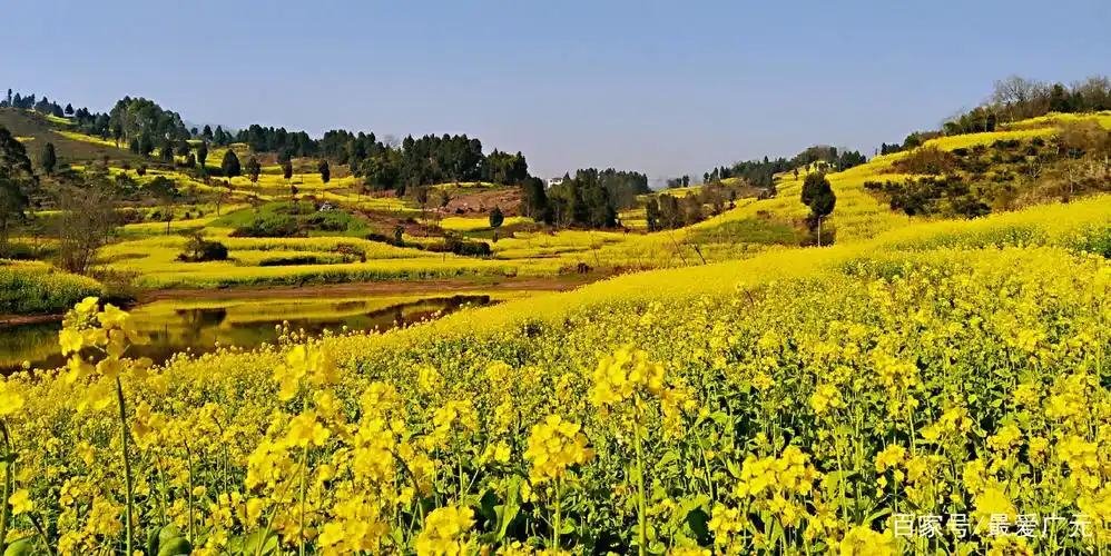 纪实:万亩油菜花要数四川最美,层层叠叠线条优美,你感受到了?