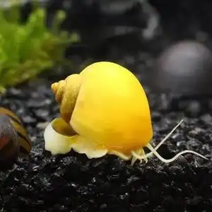 包活包损观赏螺苹果螺除藻螺黄金螺马来螺淡水螺吃垃圾狗头饲料