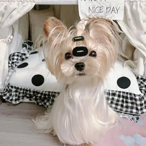 约克夏钱多多一整个雪白银07发亮的小白